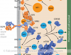 Ras and PI3K Signaling Pathways in Cancer