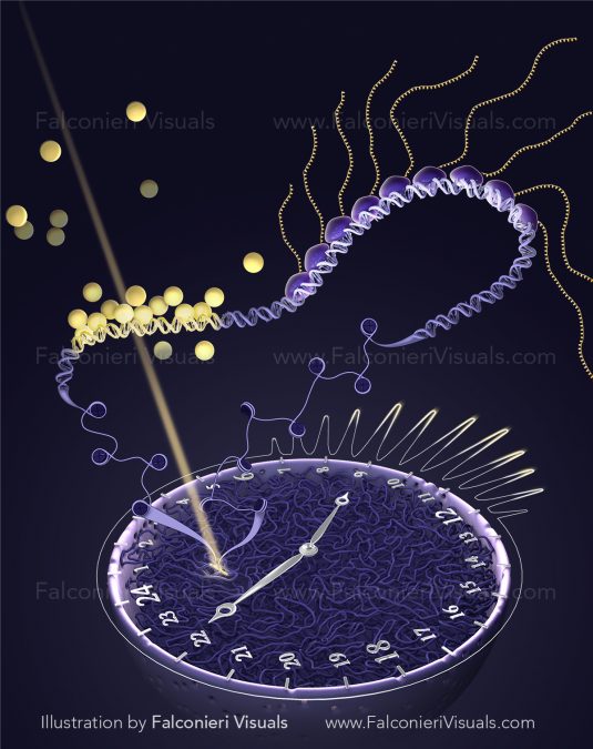Falconieri_CCR_Hager_TxFbursting_DNA_clock_chromatin_nucleus-01