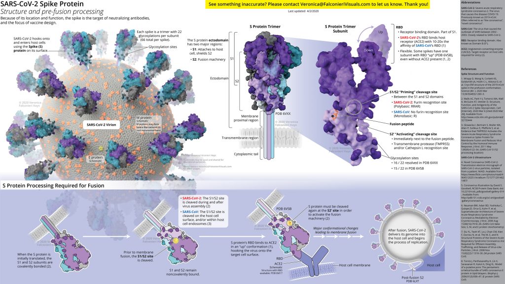 SARS CoV 2 spike protein structure infographic