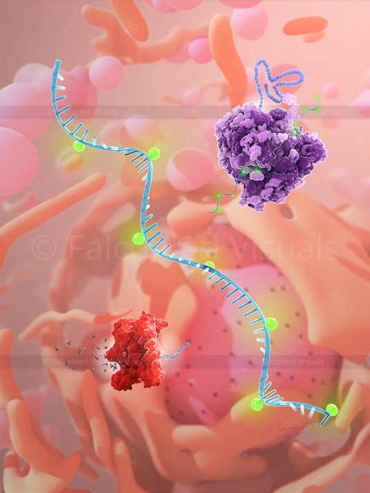 Supercharging messenger RNA