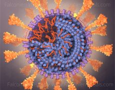 Coronavirus SARS-CoV-2 in 3D