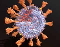 Interactive Guide to the Coronavirus