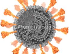 How I Built a 3-D Model of the Coronavirus for Scientific American