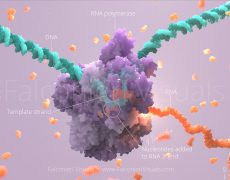RNA polymerase II transcribes mRNA