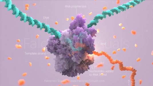 Transcription by RNA Polymerase II