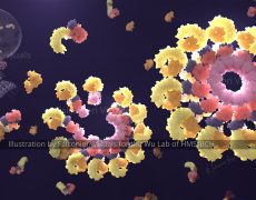 NLRP3 Inflammasome Assembly