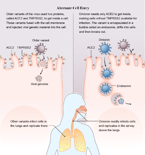 Illustration summarizing SARS-CoV-2 omicron variants different entry pathways into the cell